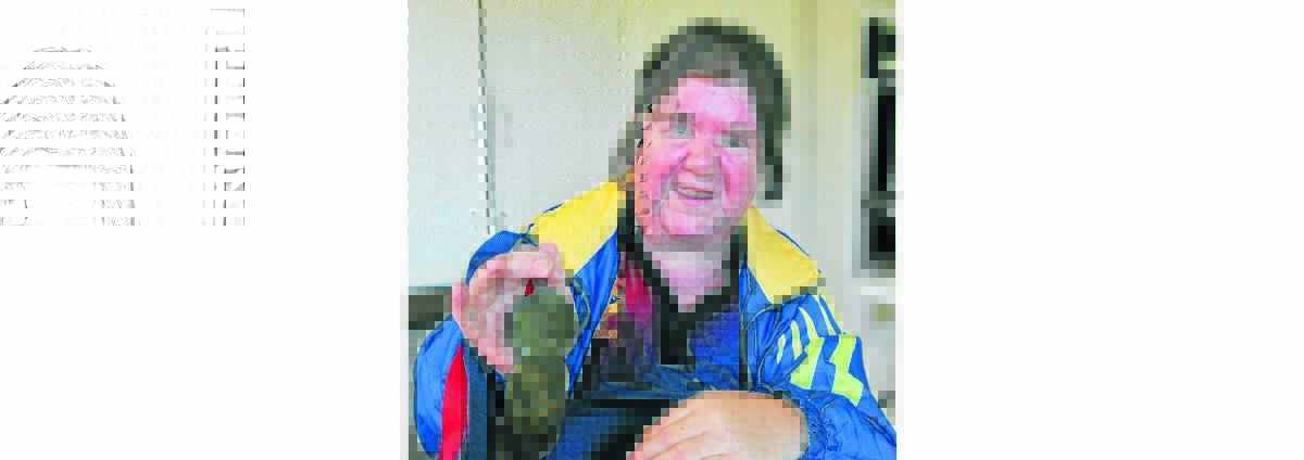 HONOUR: Donna Holland enjoyed a successful Australian Blind Championships at Rooty Hill, winning four medals. Photo: JUDE KEOGH 0402donna1
