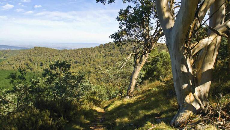 PUSH OFF: A mountain bike track on Mount Canobolas could impinge on the environment.