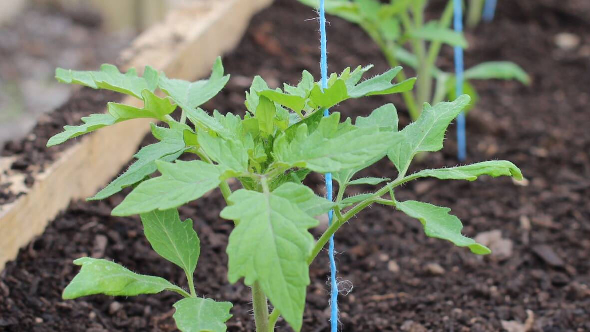 HIGH STAKES: It’s tempting, but don’t plant your tomatoes yet.