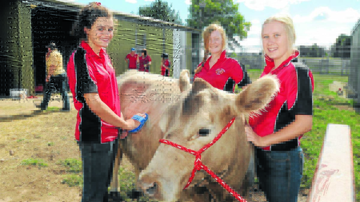 BEAUTIFUL BOVINE: James Sheahan Catholic High School cattle team members Emily Zwiers, Sarah Hutchison and Sally Clayton give Javid Fiona a wash in preparation for the school’s market day on Sunday. 
Photo: STEVE GOSCH  
