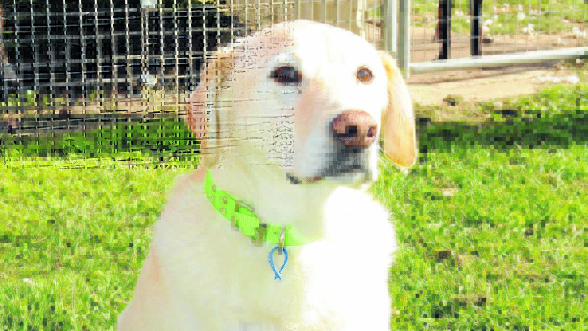 FIND ME A HOME: This lovely labrador cross is this week’s pet of the week.
Photo: JUDE KEOGH 

