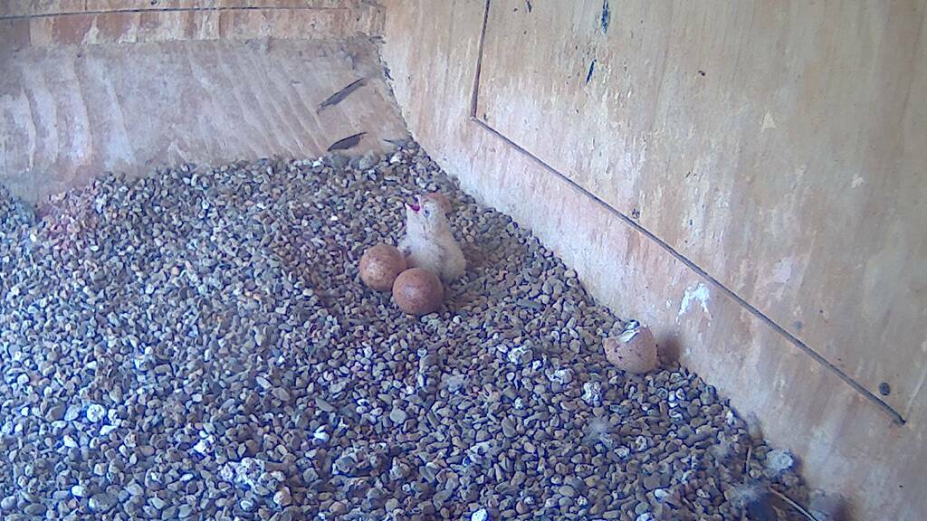 FEED ME: The first falcon chick.