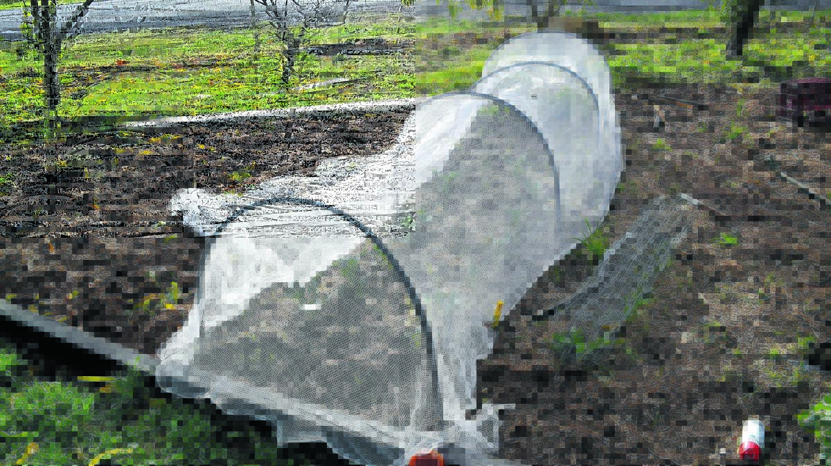 COVER UP: A cloche is a great way to protect your crops from all sorts of nasties. 
