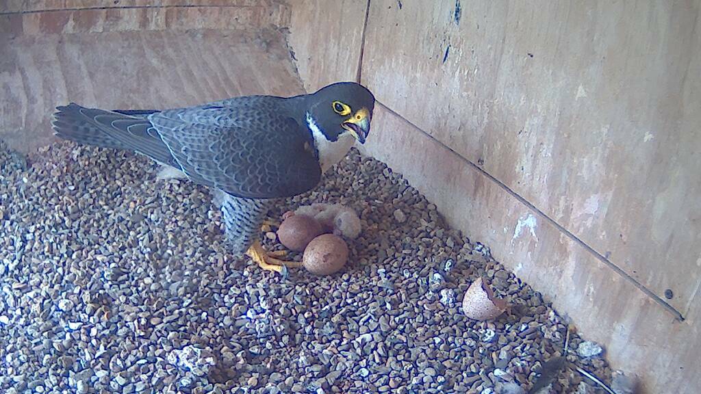 DOTING DAD: CSU’s male peregrine falcon Bula checks on the first chick. His mate Diamond laid eggs about a month earlier.
Photo supplied 