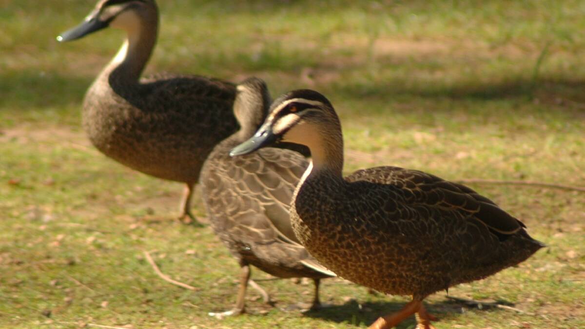 SPREADING THEIR WINGS: Cook Park ducks on the march.
