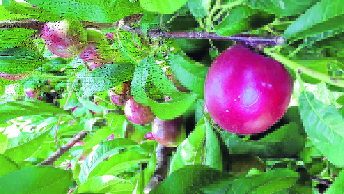 NOT A FUNGI: Brown rot has taken over the nectarine crop.