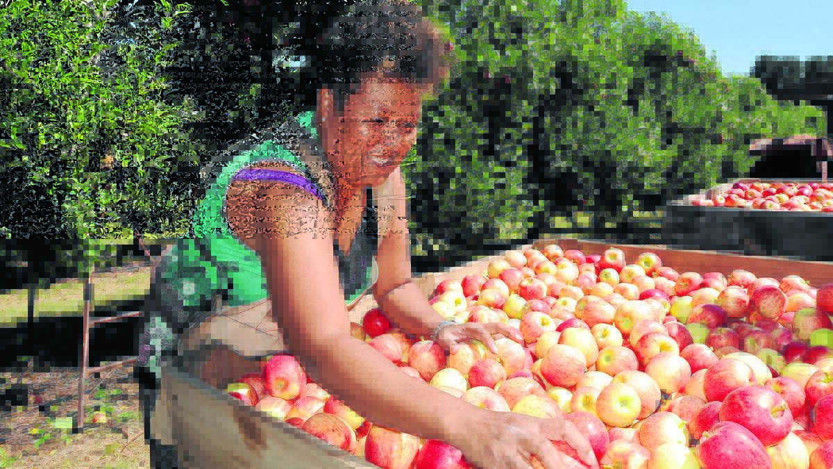 SHE’LL BE APPLES: Sophie Kirk, a former Australian Federal Police officer, is in Orange co-ordinating a team of fruit pickers from the Solomon Islands. Photo: STEVE GOSCH 