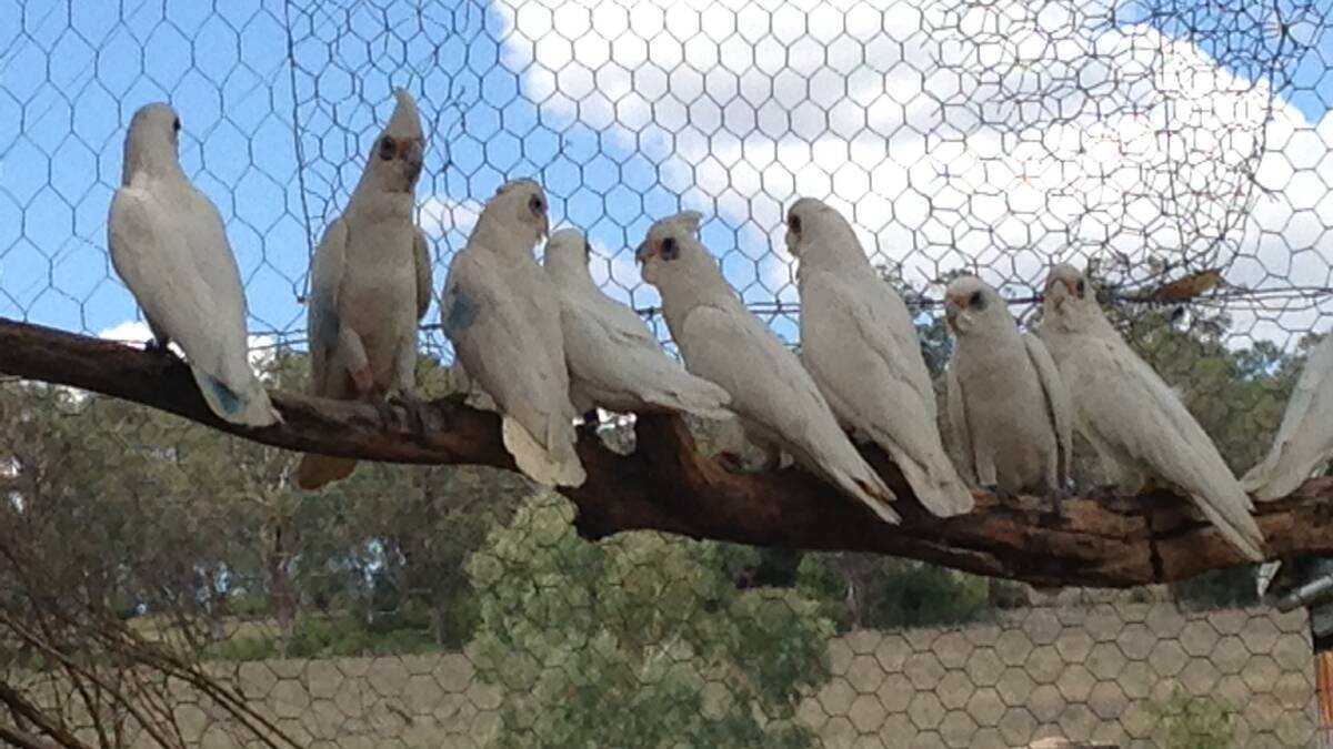 GONE: Corellas like those that died at Dubbo in the past week. Tests have revealed the cause of the deaths was an insecticide. Photo: CONTRIBUTED