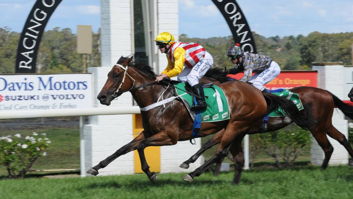 DISTANCE RUNNER: Vortuka will have its first run over 1400m at Bathurst's Tyers Park on Sunday. Photo: JUDE KEOGH  0215races1