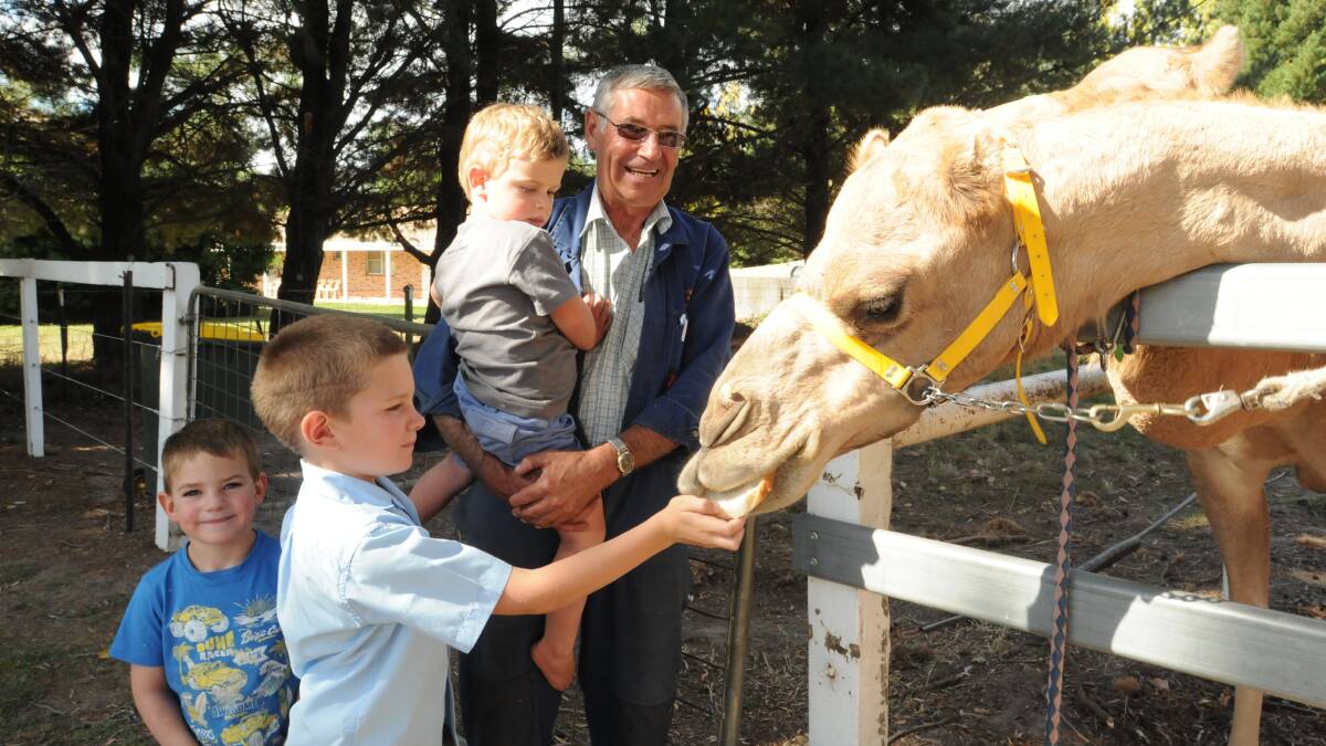 HOME RUN: Orange camel racing enthusiast Murray Horstman, with Cooper, Dylan and Jasper Onley, is hoping for a home town advantage when his camels Lemon (feeding) and Orange race at Towac Park on Easter Sunday. Photo: JUDE KEOGH 0331camels1