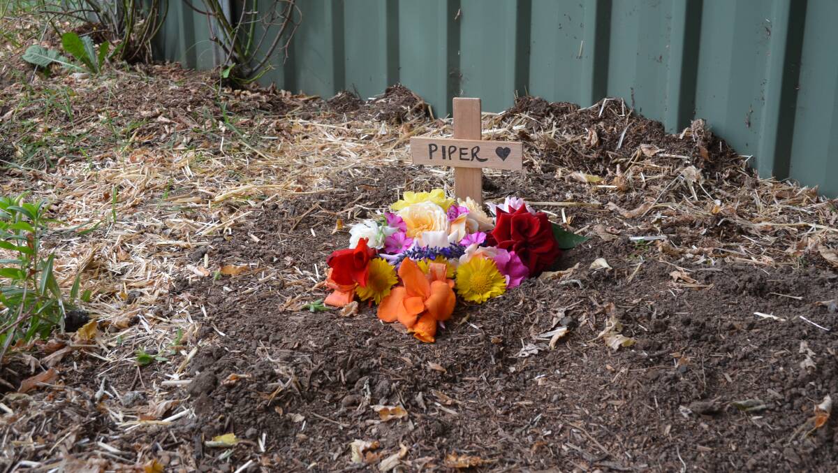 REST IN PEACE PIPER: The grave of the kitten affectionately named ‘Piper’ in the back garden at Blossoms Rescue. Photo: ASHLEA PRITCHARD 0317apkittengrave1
