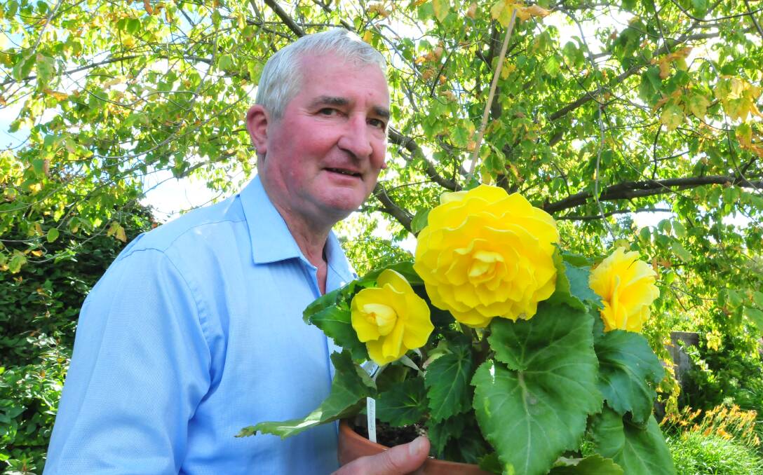 IN BLOOM: A winner on many fronts at the Autumn Flower Show, the Orange District Horticulture Association president Bob Smith with his tuberous begonia. Photo: JUDE KEOGH 0318flowershow2