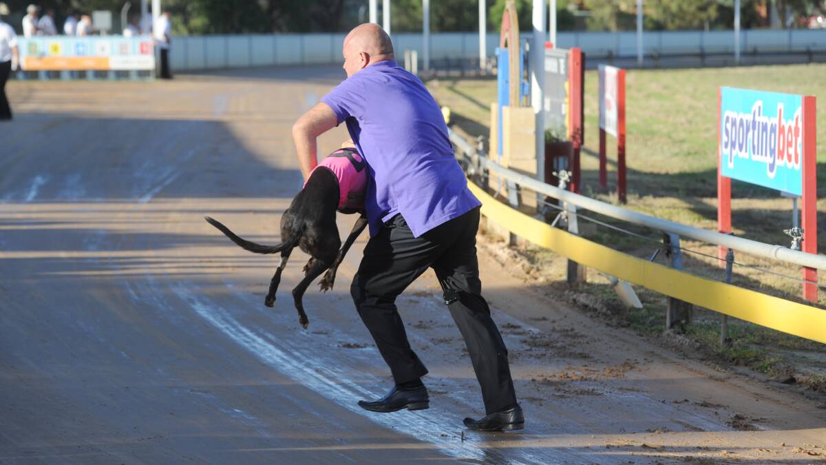QUICK THINKING: Dubbo Greyhound Racing Club president Shayne Stiff runs off the track with Kulu Special before she ran around the track in the opposite direction. Photo: BELINDA SOOLE