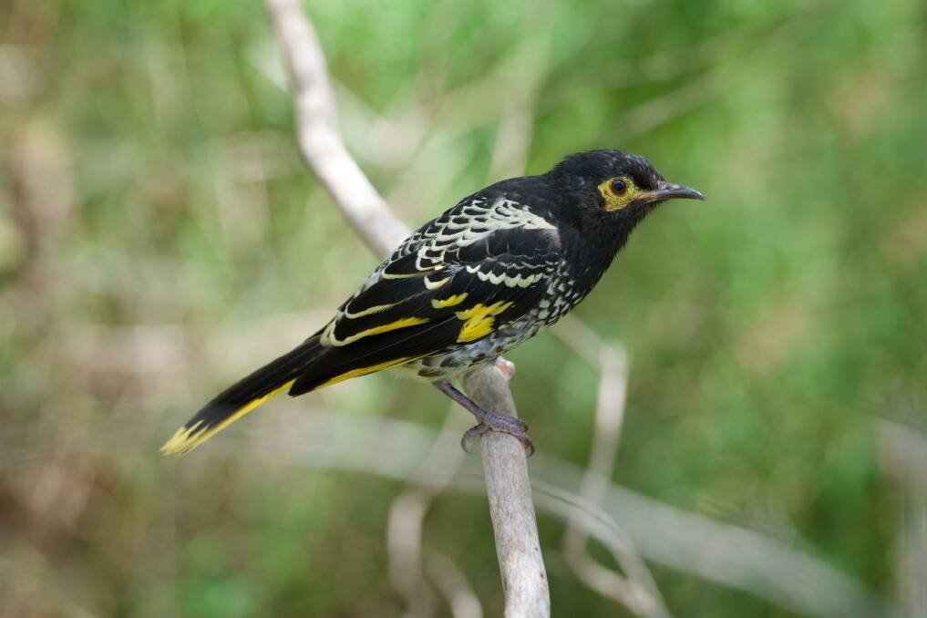 Balancing act: The Regent honeyeater has been listed a critically endangered as part of the NSW  National Parks and Wildlife Threatened Species Program.