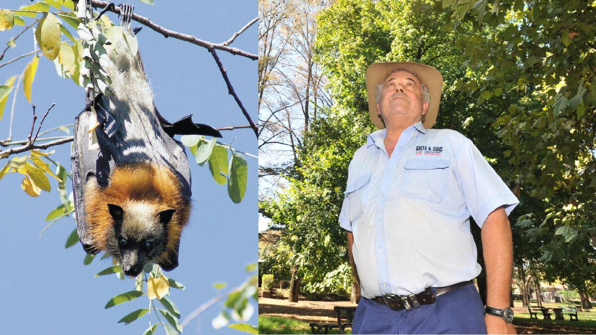 BAT ALERT: Orchardist Guy Gaeta keeps a wary eye on the bat colony in Cook Park that has been in residence for about five months. Photo: JUDE KEOGH