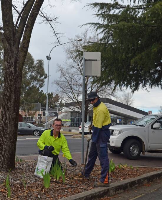 TREE CARE: Council's horticulturalist John Clark and arborist Dean Sutherland treat one of the city's elm trees on Byng Street. Photo: SUPPLIED