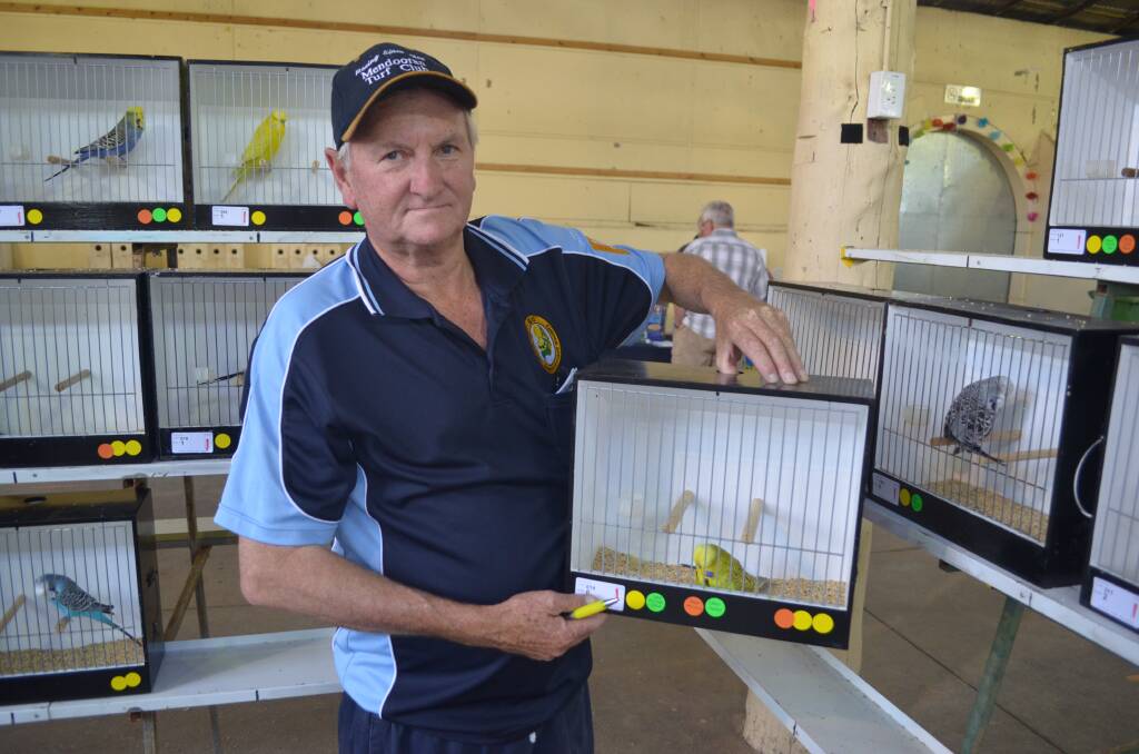 THE CHAMPION: Wayne Altmann with his grand champion budgerigar at the Mid-State Budgerigar Club show on Saturday. Photo: DECLAN RURENGA 