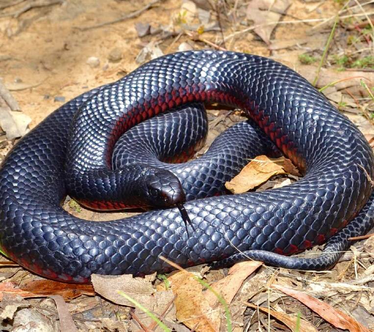ONE THAT DIDN'T GET AWAY: A pregnant Red Belly Black snake caught in Clifton Grove. Photo: CONTRIBUTED