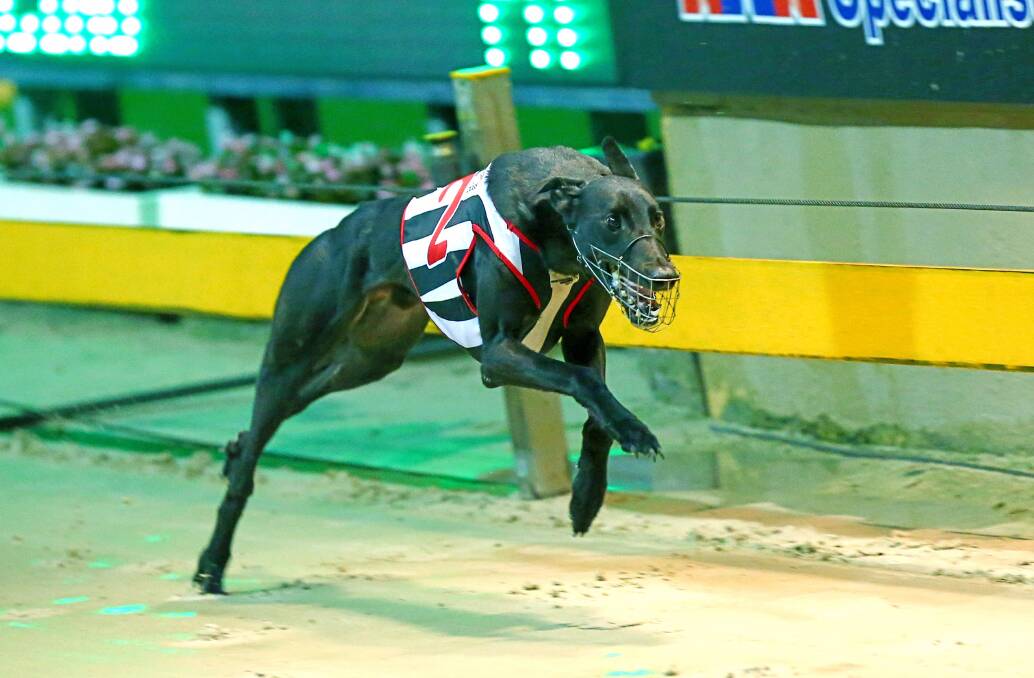 MILLION DOLLAR POOCH: Shakey Jakey beat the field by 22 lengths at Wentworth Park in 2014, with offers up to $1 million to buy the dog coming after the race. 