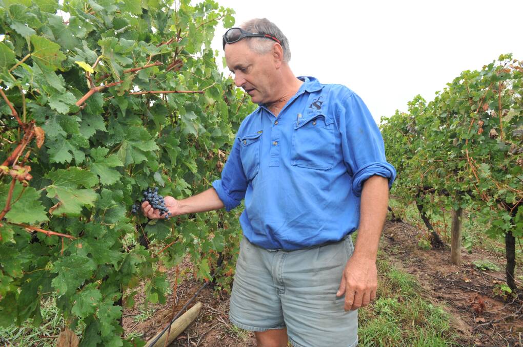 FINAL HURDLE: ORVA president and See Saw Wines' Justin Jarrett inspects some of the grapes which are waiting to be harvested. Photo: JUDE KEOGH 0323jkgrapes3