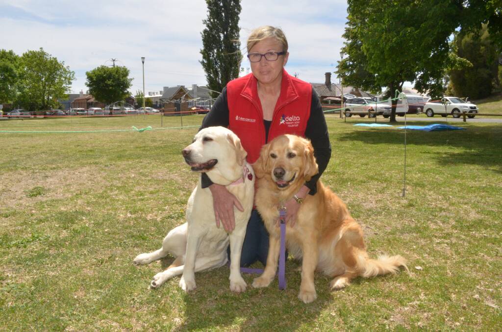 HANNA AND BONO: Orange and District Kennel and Obedience Club treasurer Pam Davis with her two pet therapy dogs Hanna and Bono ahead of the club's dog show at Wade Park on Saturday and Sunday. Photo: DECLAN RURENGA 1110drdogshow