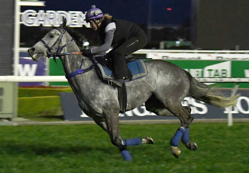 GREY POWER: Chautauqua looms as a key threat to She Will Reign in the $10 million race at Royal Randwick. Photo: AAP
