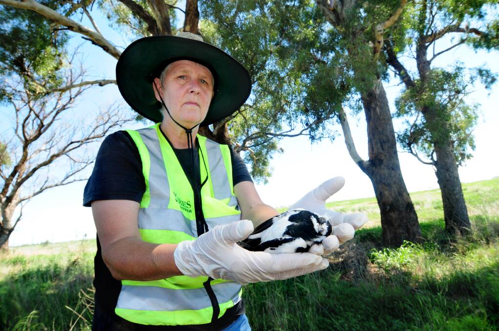 WIRES Dubbo bird co-ordinator Helen Swan with a dead peewee found along the Boothenba Road, along with other birds, suspected victims of poisoning. 				 Photo: LOUISE DONGES