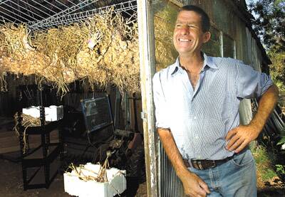 GARLIC POWER: John Reynolds at his Nashdale farm, which produced three tonnes of garlic this year.