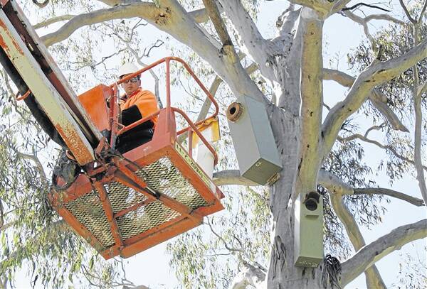 SUPERB IDEA: NetPro service provider David Delsorte installs a nesting box high in a tree as part of a project to provide superb parrots with a nesting place in Orange's woodland areas.