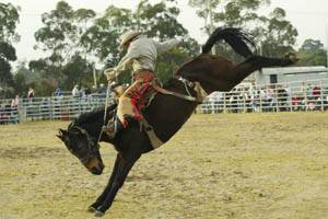 HOLD ON TIGHT: Tomorrow night’s Orange Stampede Rodeo and Ute Muster could draw a crowd of up to 3000 people.