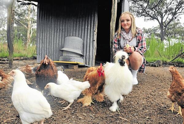 RED TAPE:  Natasha Spicer with her pet duck Ducky and her family’s chickens. Natasha’s father John believes tight legislation surrounding the use of fox bait makes it difficult for small acreage owners to protect their livestock. Photo: JUDE KEOGH  0217fox