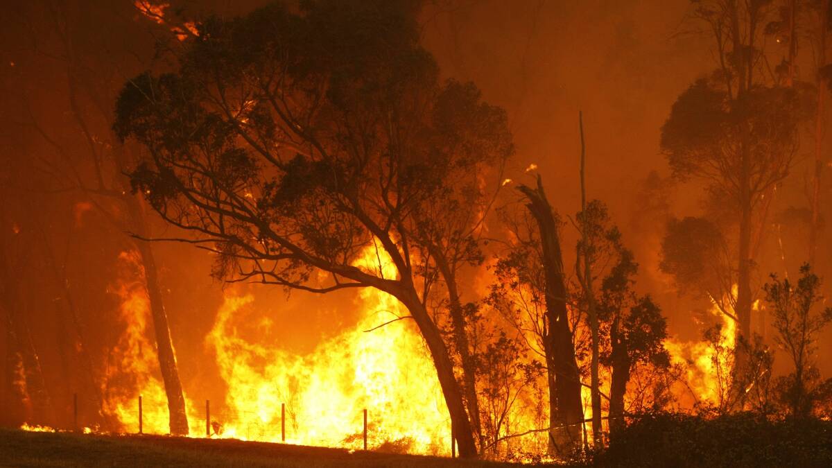 A bushfire burns through a forest on the outskirts of Labertouche, 90km east of Melbourne in February 2009. Photo: REUTERS