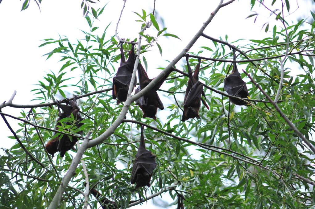 Member for Orange Andrew Gee says he will closely monitor the flying fox situation in Orange.