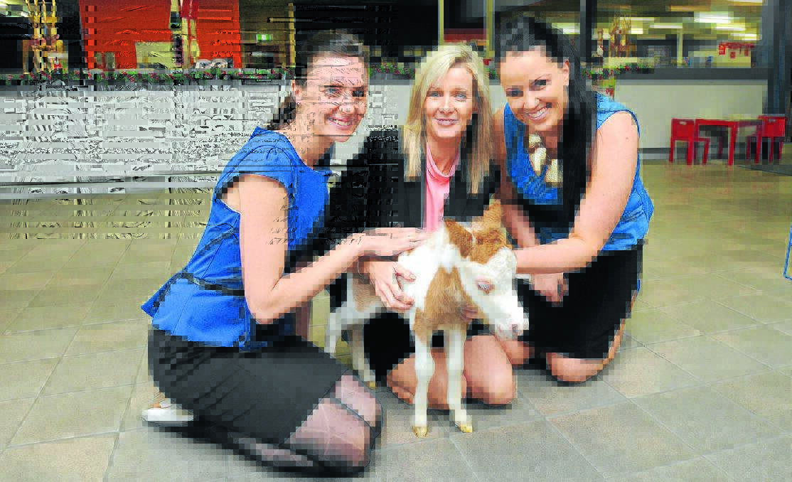 CHRISTMAS CUDDLES: Central Western Daily staff Trease Clark, Natalie Keevil and Melissa Foley could not resist this miniature pony which stopped in to the office this week. Photo: STEVE GOSCH     		        1217sgfoal1