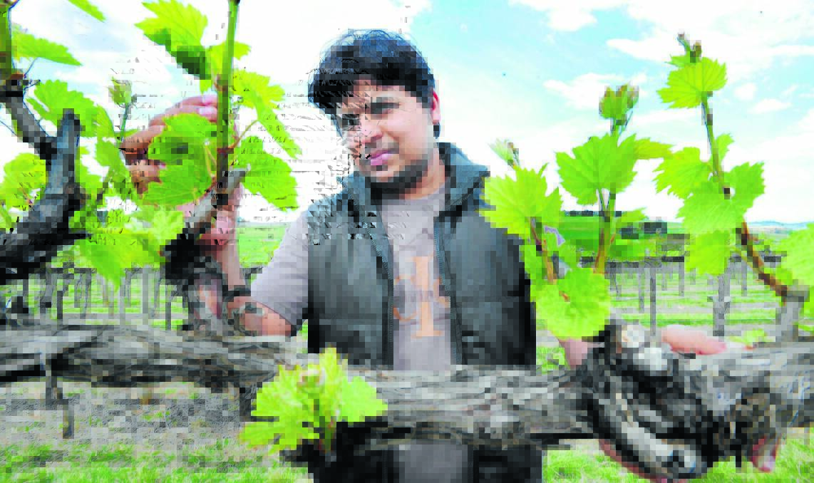 WINE STUDY: Charles Sturt University (CSU) researcher Syed Rizvi is looking for a natural way to protect vines against Botrytis cinerea and light brown apple moths. Photo: STEVE GOSCH 1019sgvines2