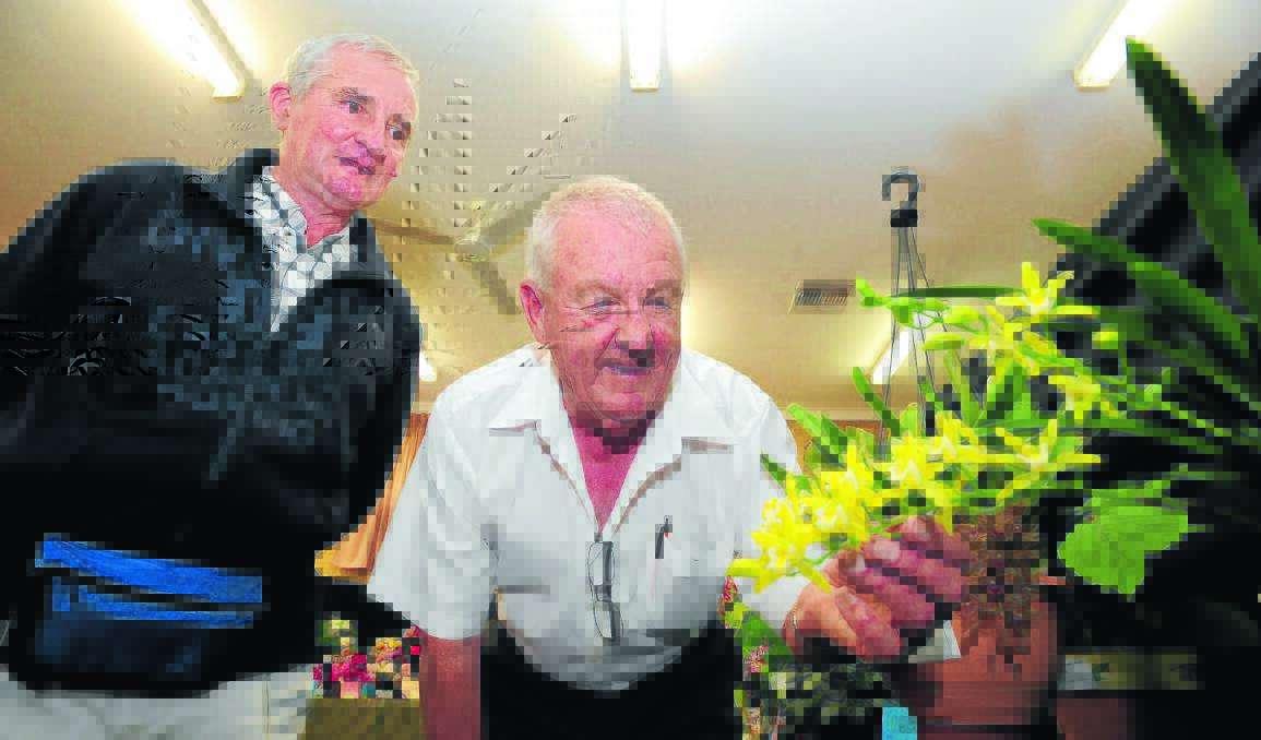 BLOOMING LOVELY: Bob Smith (left) and Ian Mackay admire Ian’s award-winning orchid.   Photo: STEVE GOSCH   1117sgflower