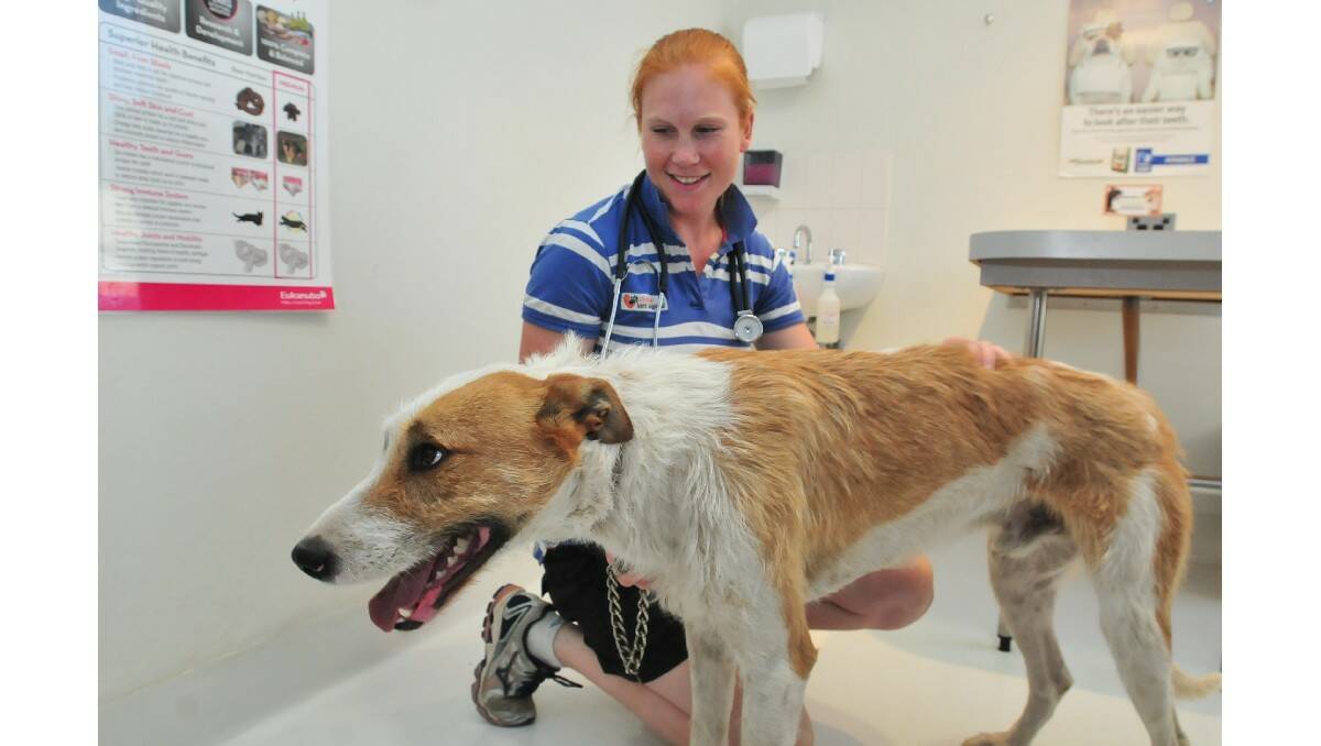 EASILY PREVENTED: Tracker the staghound is vaccinated by veterinarian Dr Kate Burnheim. A simple course of vaccinations can prevent parvovirus in dogs. Photo: JUDE KEOGH                                        1221parvo