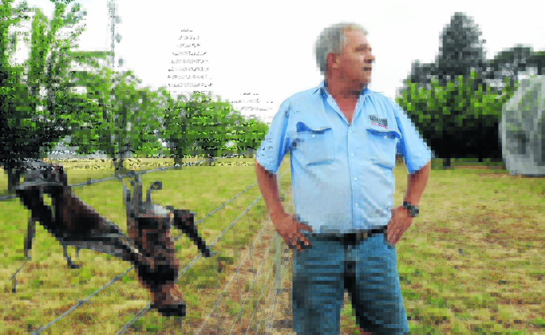 IN A FLAP: Orchardist Guy Gaeta has already found three flying foxes caught in fruit netting on his property and fears it is just the tip of the iceberg. Photo: STEVE GOSCH 			      1216sgbats1