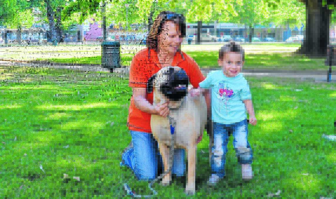WHOLE LOT OF LOVE: Sue Brinkworth and Gus McAllister, 2, with purebred bullmastiff champion Hope. She will be among hundreds of dog taking part in this weekend's dog show. Photo: NADINE MORTON 1105nmdogshow4