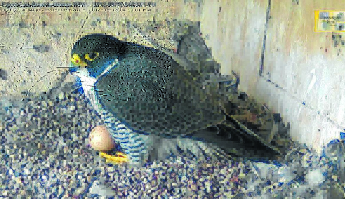 READY TO HATCH: Swift the Peregrine Falcon with her egg in the nest in the water tower at Charles Sturt University.