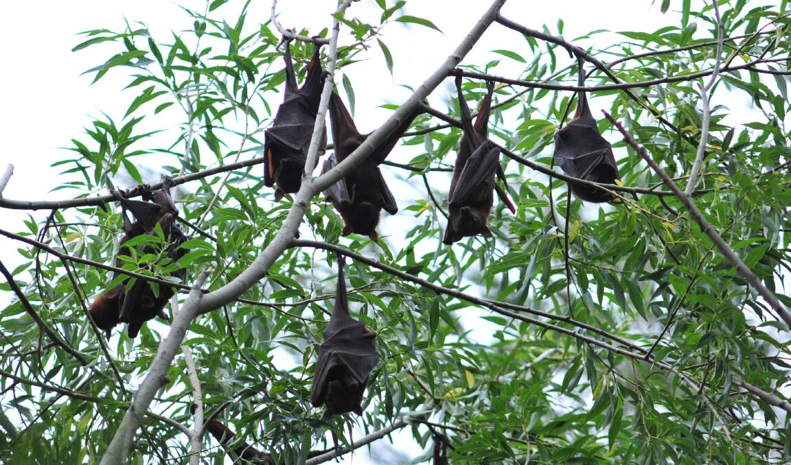 FOX FOES: Bats have wreaked havoc at several orchards and have also been seen at Ploughmans Lane. Photo: JUDE KEOGH.  1209flyingfox3