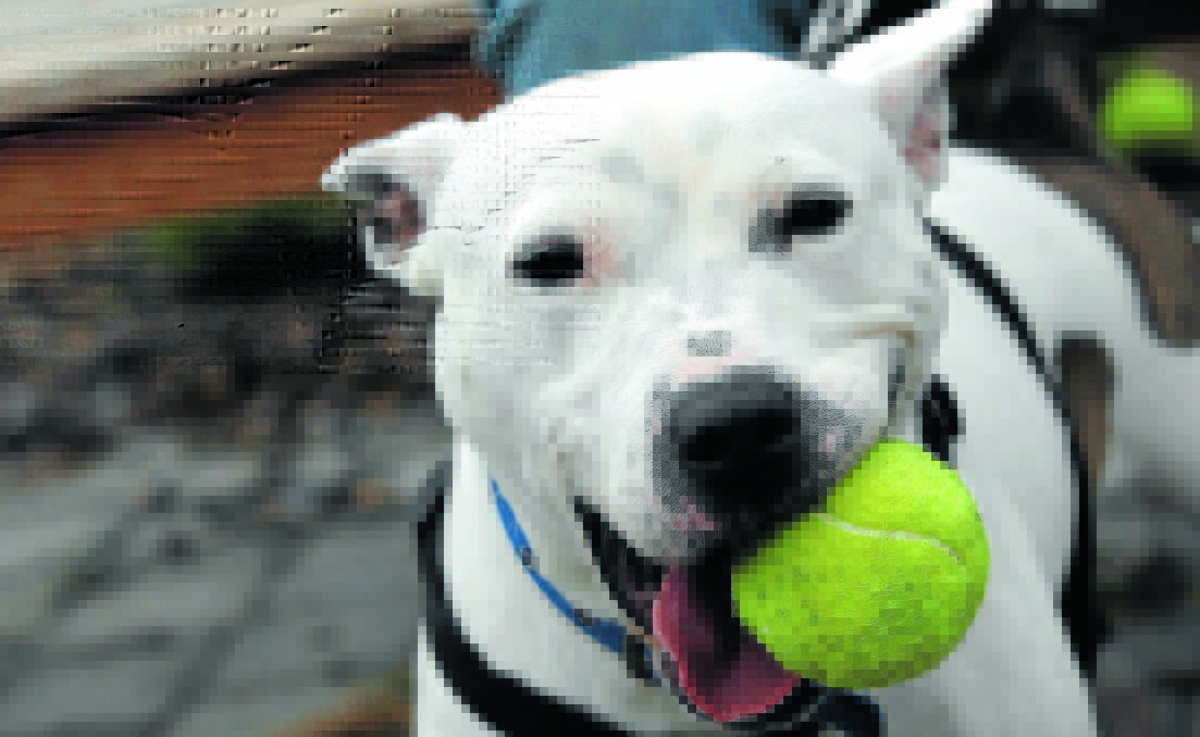 STOLEN: A Staffordshire bull terrier. Photo: GETTY IMAGES