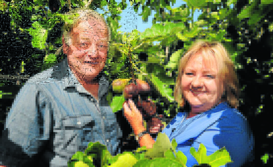 FIG SEASON: Warren and Annette Bradley of Norland Fig Orchard. Photo: Steve Gosch                        1229sgfigs1