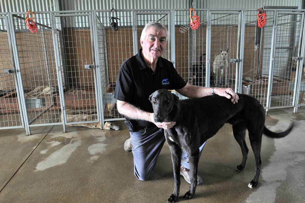 DOG LOVER: Greyhound breeder and former trainer Greg Board, with his dog Bumblebee at his Spring Hill property, says most people in the greyhound racing industry love dogs. Photo: STEVE GOSCH 1004sggrey5