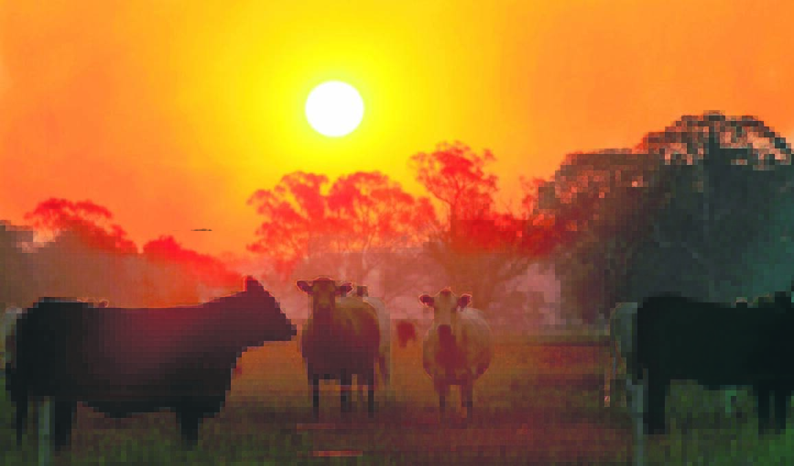 SUNSET SCENES: (left) There are some amazing sunsets across the Orange region according to Central Western Daily reader Adam Roberts. He snapped this great photo of cows in a paddock with the setting sun in the background.