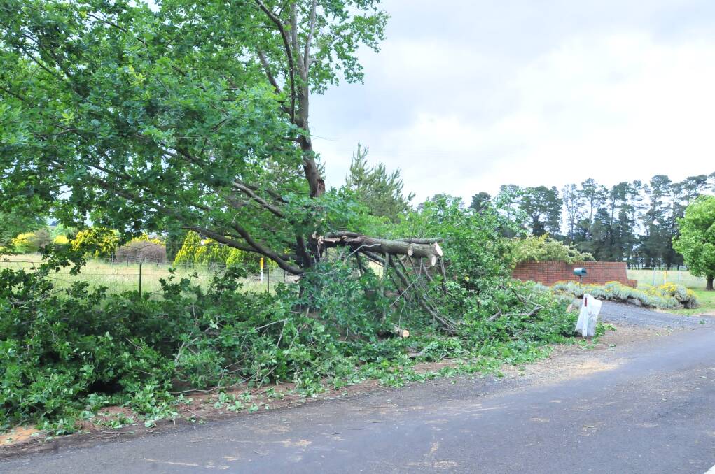 CLEAN UP: A tree on Pinnacle Road was hit by Thursday's storm. Photo: JUDE KEOGH