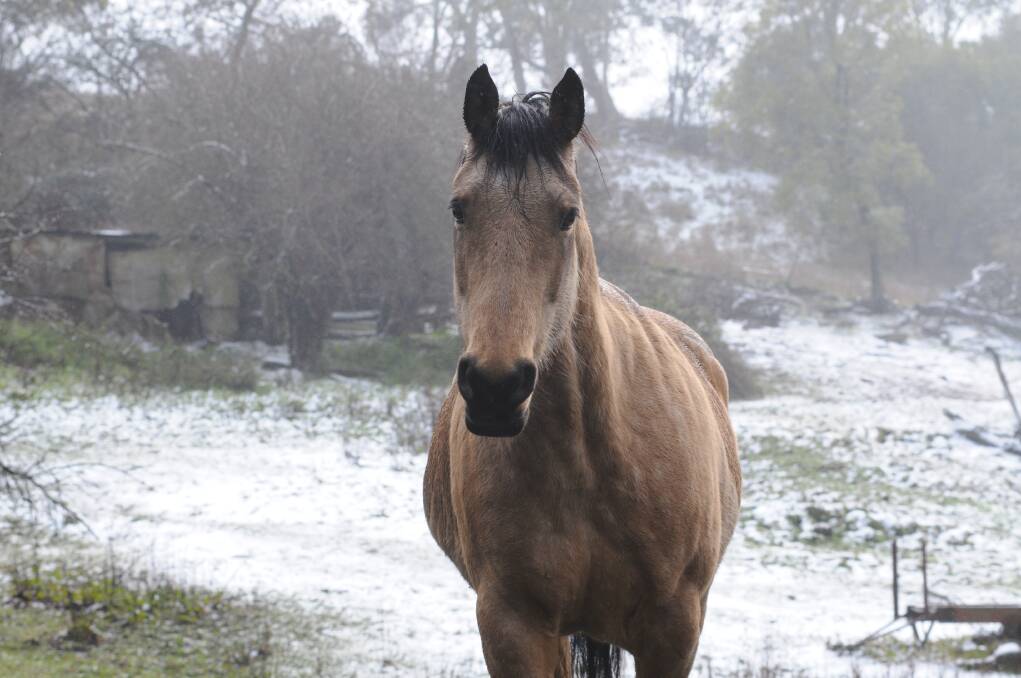 IT'S A BIT CHILLY: A horse feels the force of some late snow in Orange. Photo: STEVE GOSCH