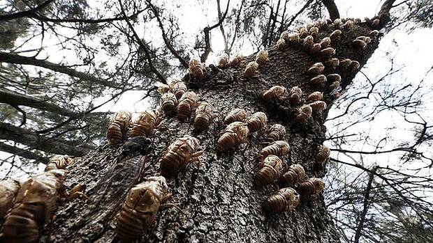 SOPHISTICATED SYSTEM: Cicadas have come out en masse this year, as seen by the number of insects and empty shells on this tree. Photo: NICK MOIR