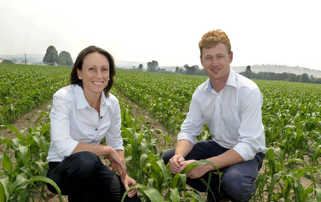 BATHURST: Grain broker Tom Roberts and Igrain operations manager Tracey Carolan in a local corn field, having achieved the milestone of sales of one million tonnes since they kicked off in 2009. 010714cgrain