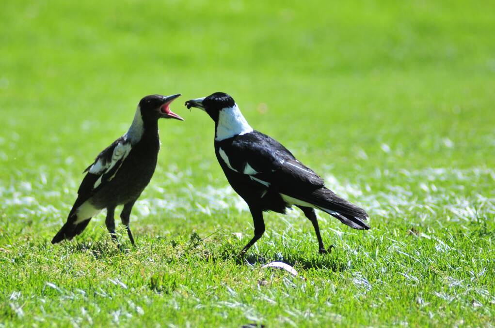 BIRDS OF A FEATHER: A pair of magpies. photo: JUDE KEOGH